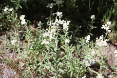 Anaphalis margaritacea