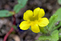 Erythranthe moschata