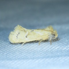 Acrolophus laticapitana