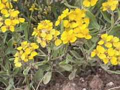 Psilostrophe tagetina