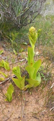 Satyrium odorum