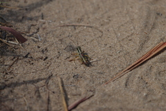 Phoetaliotes nebrascensis