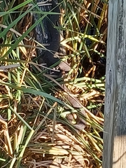 Nerodia sipedon sipedon