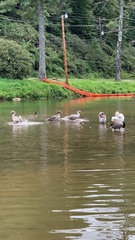 Anser anser domesticus