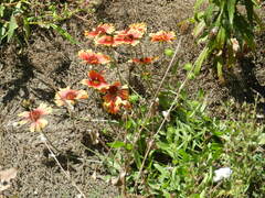 Gaillardia pulchella