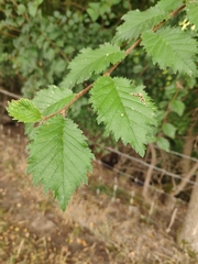 Ulmus minor