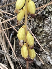 Corallorhiza striata