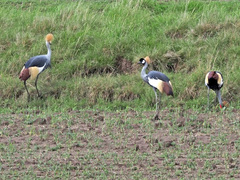 Balearica regulorum regulorum