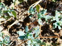 Brephidium exilis