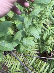 Doellingeria sericocarpoides