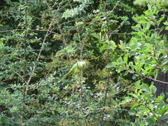 Psittacula krameri