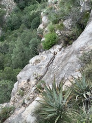 Pituophis catenifer affinis