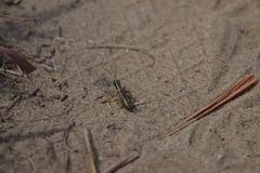 Phoetaliotes nebrascensis