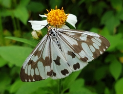 Nyctemera adversata