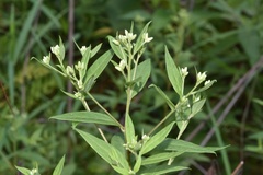 Doellingeria sericocarpoides
