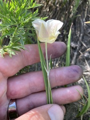 Calochortus subalpinus
