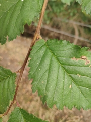 Ulmus minor