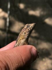 Sceloporus siniferus