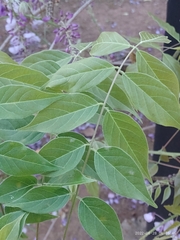 Wisteria