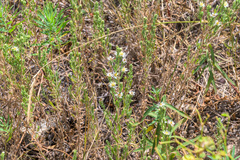 Symphyotrichum falcatum