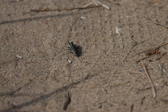 Cicindela scutellaris