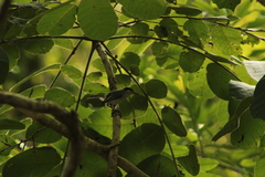 Polioptila albiloris