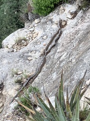 Pituophis catenifer affinis