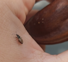 Oxycarenus hyalinipennis