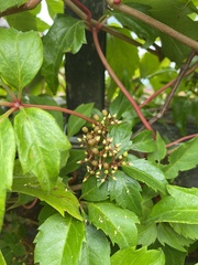Parthenocissus quinquefolia