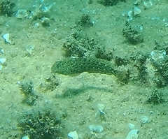 Parablennius sanguinolentus