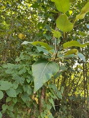 Populus nigra