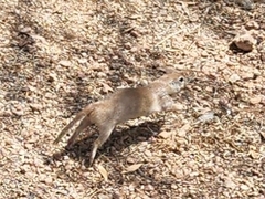 Xerospermophilus tereticaudus
