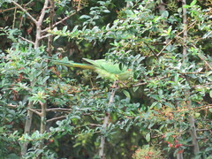 Psittacula krameri