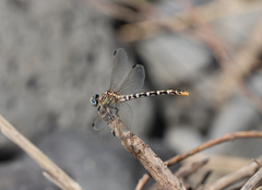 Erpetogomphus compositus
