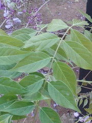 Wisteria