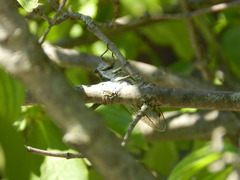 Neotibicen pruinosus