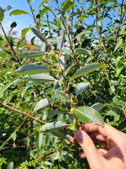 Salix humilis