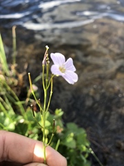 Cardamine polemonioides