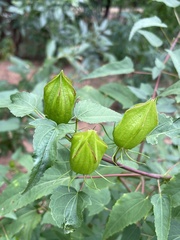 Hibiscus laevis