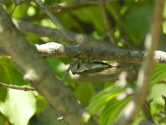 Neotibicen pruinosus