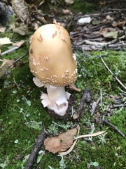 Amanita amerirubescens