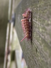 Calliteara pudibunda