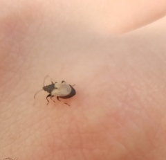 Oxycarenus hyalinipennis