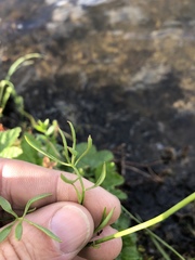Cardamine polemonioides