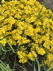 Psilostrophe tagetina