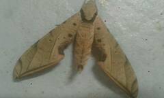 Protambulyx strigilis