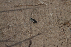 Cicindela scutellaris