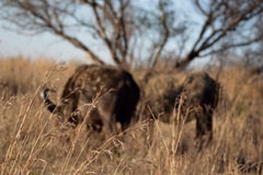 Syncerus caffer caffer