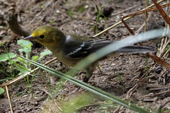 Setophaga occidentalis