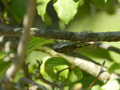 Neotibicen pruinosus